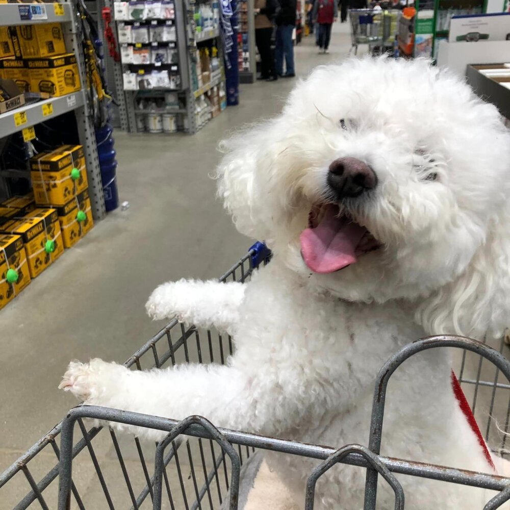 Meet your Posher, Robin